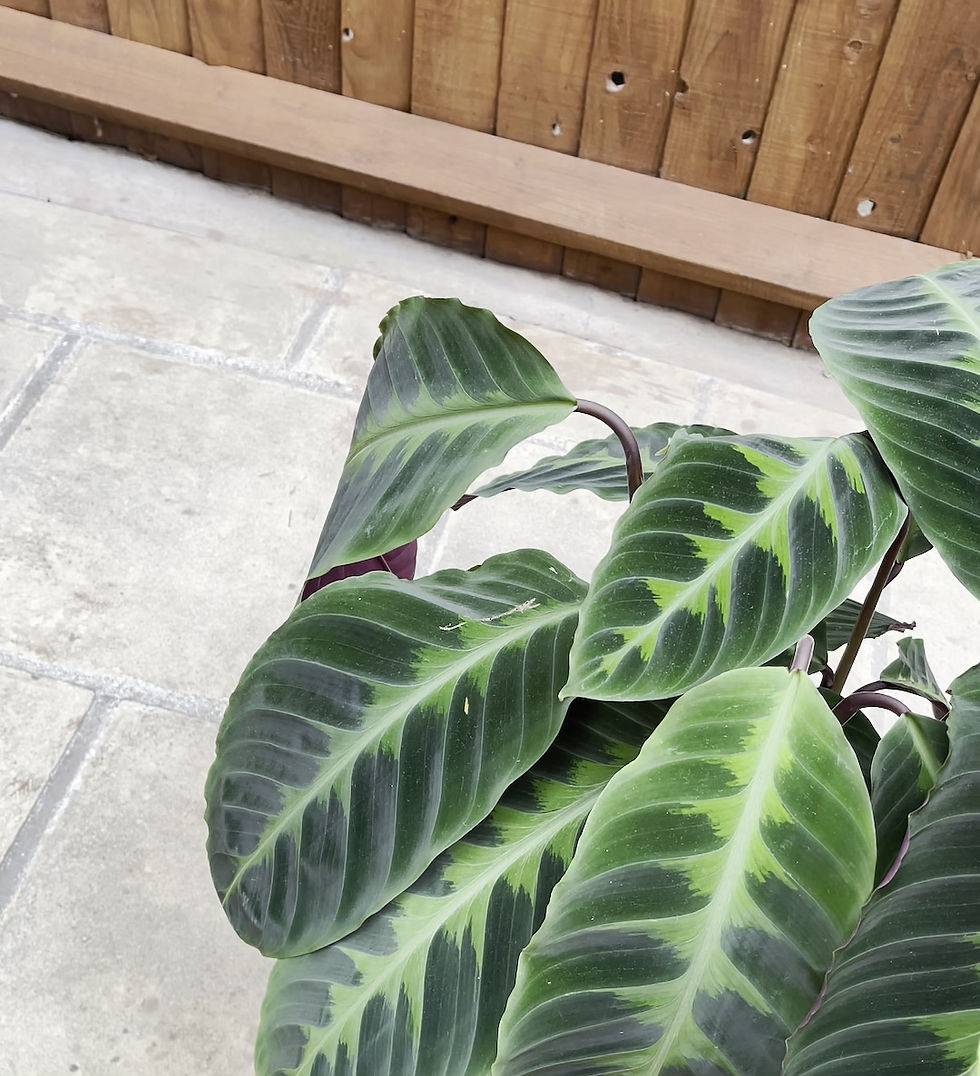 Thumbnail: Calathea Velvet Plant - Calathea Warscewiczii -Pot Size 19cm