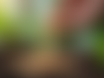 Choosing the Best Indoor Plant Fertilizers