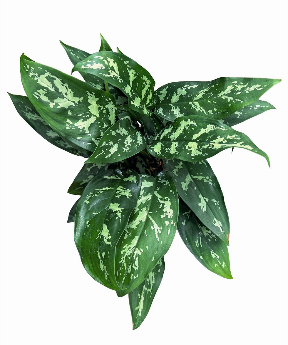 Thumbnail: Aglaonema ‘Maria’ Chinese Evergreen | 45cm Indoor Plant | 14cm Nursery Pot