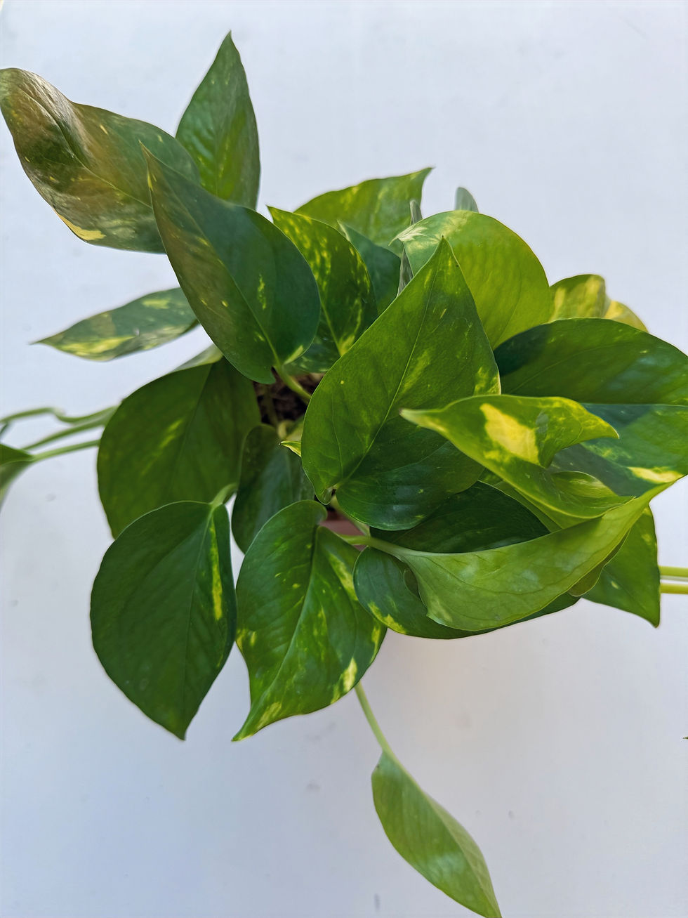 Thumbnail: Epipremnum Aureum - Golden Pothos Pot size 12cm