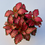Thumbnail: Fittonia Plant - Nerve Plants | Terrarium Plants | 8cm pot Height 12cm Approx