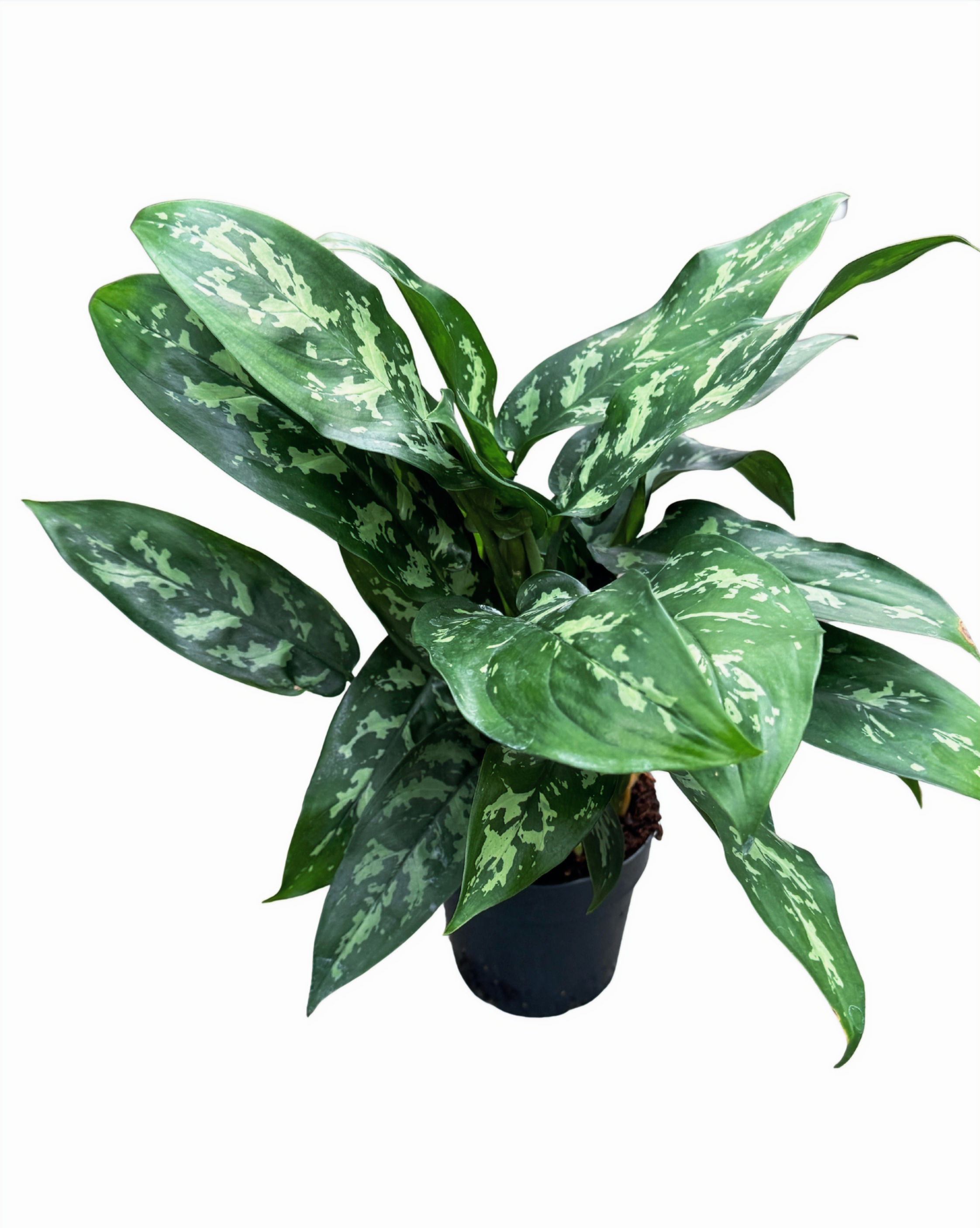 Aglaonema ‘Maria’ Chinese Evergreen | 45cm Indoor Plant | 14cm Nursery Pot