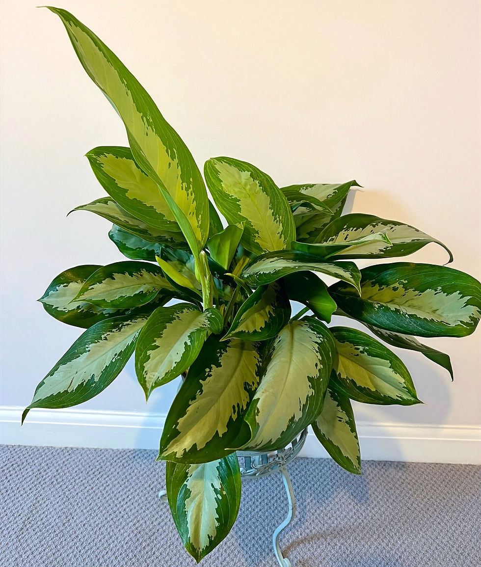 Thumbnail: Large Aglaonema 'Silver moon' Chinese Evergreen-Pot Size- 24cm Height
