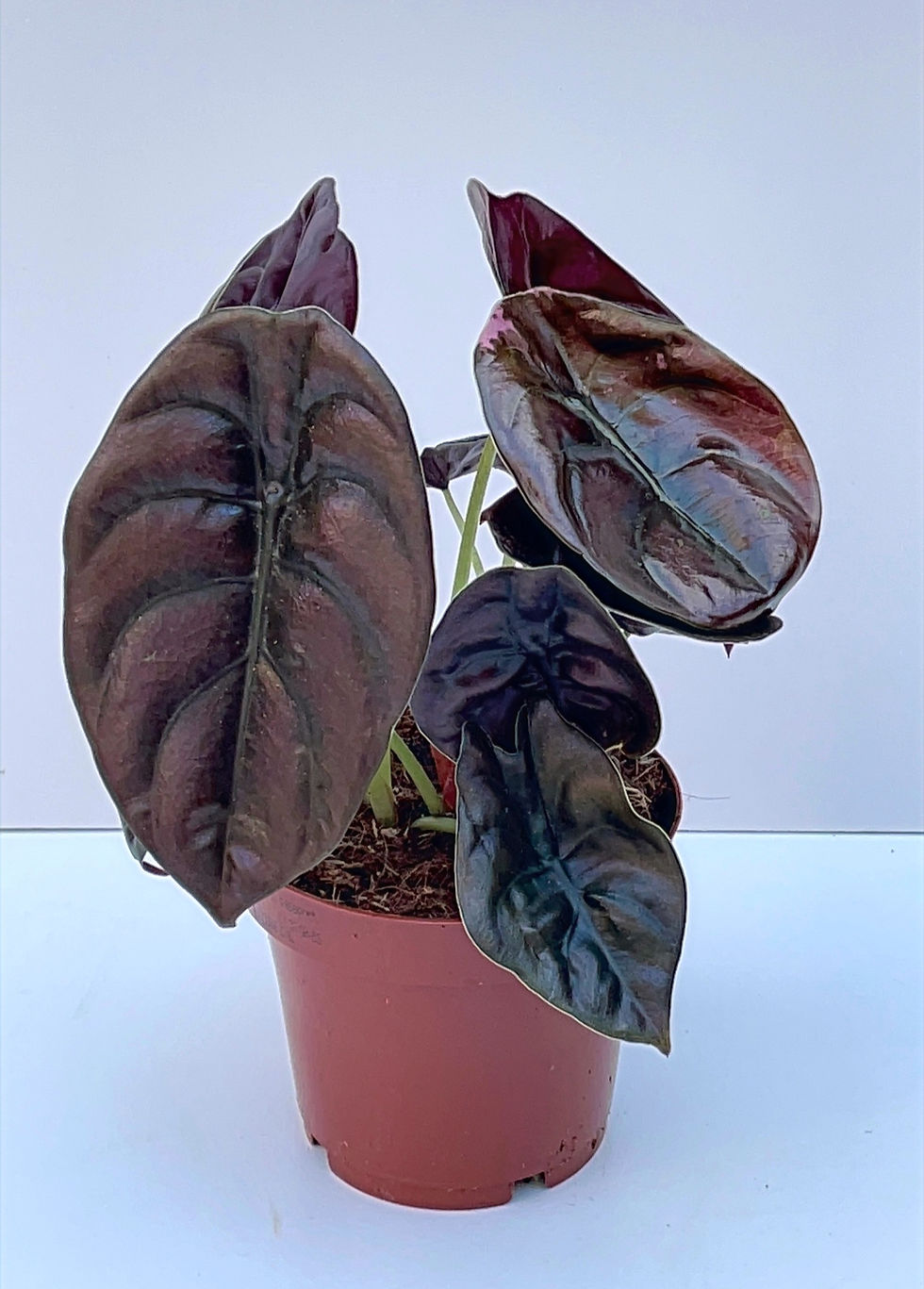 Thumbnail: Alocasia Red Secret | Rare Plant -Height 25cm Pot Size- 14cm