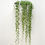 Thumbnail: Senecio Rowleyanus -String of Pearls - Pea Plant - Pot Size 15cm