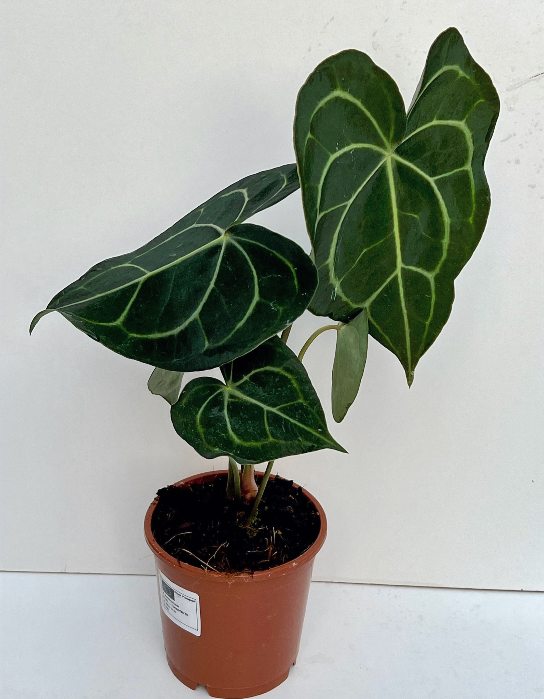 Small Anthurium clarinervium -Giant laceleaf Height -30 - 40cm Pot size -12cm