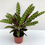 Thumbnail: Calathea Lancifolia - Rattlesnake Plant  Pot Size 17cm - Height -50approx
