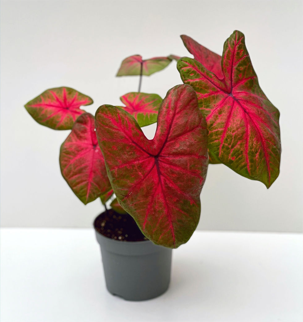 Thumbnail: Caladium Postman Joyner Caladium Mix Height 40cm  - Pot size -13cm