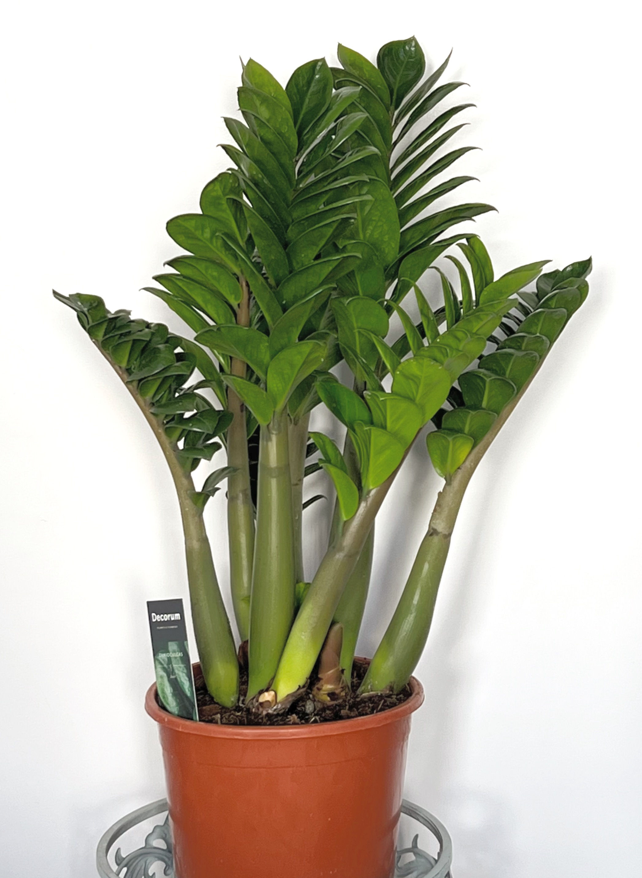 Zamioculcas Zenzi 8+ ZZ Plant up to 60cm (Nursery Pot 21cm)