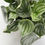 Thumbnail: Peperomia Argyreia 'Watermelon" | Pot Size 10cm