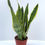 Thumbnail: Snake Plant Sanseviera Laurentil | Mother in laws tongue |Pot Size 14cm- 55cm