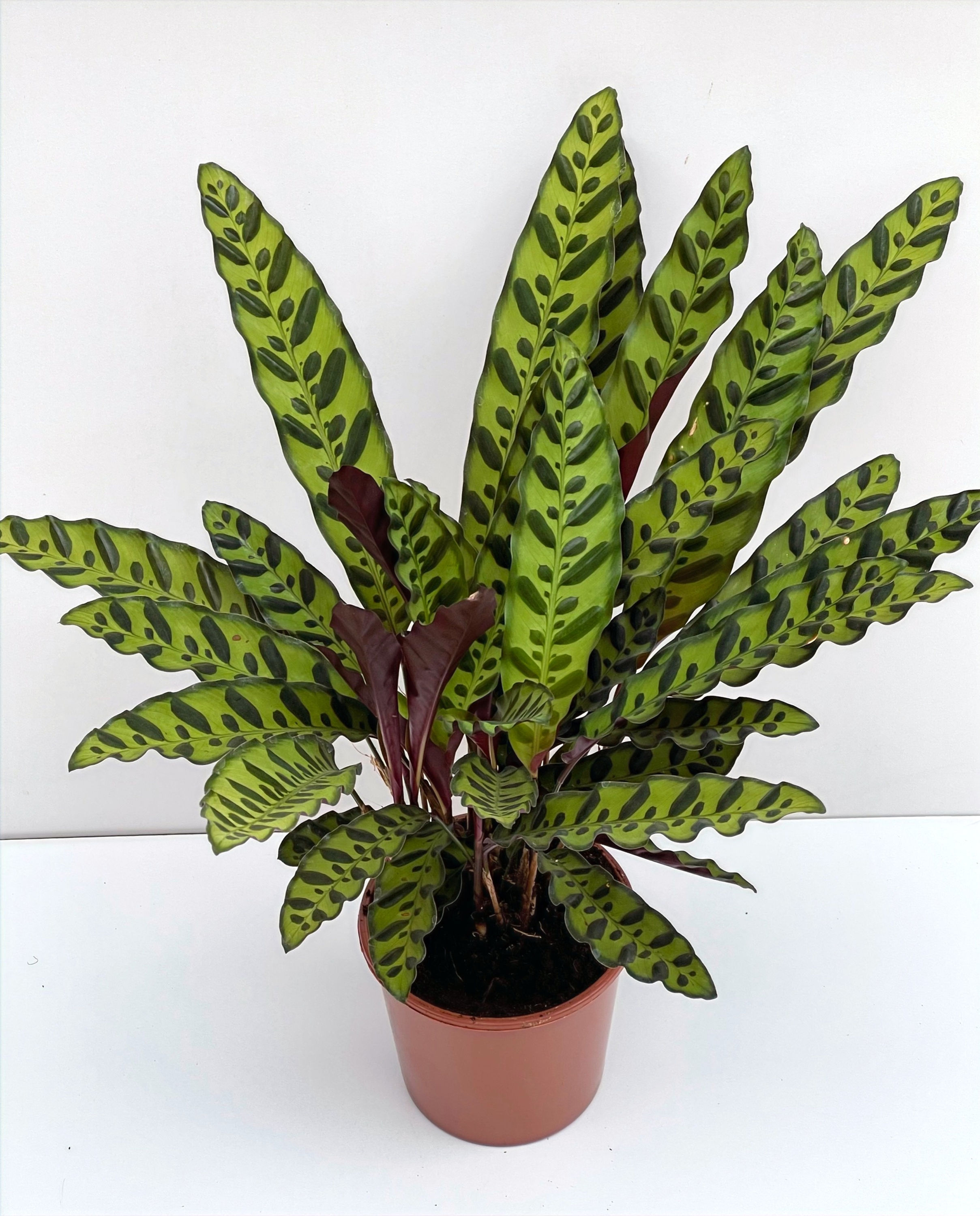 Calathea Lancifolia - Rattlesnake Plant Pot Size 17cm - Height -50approx