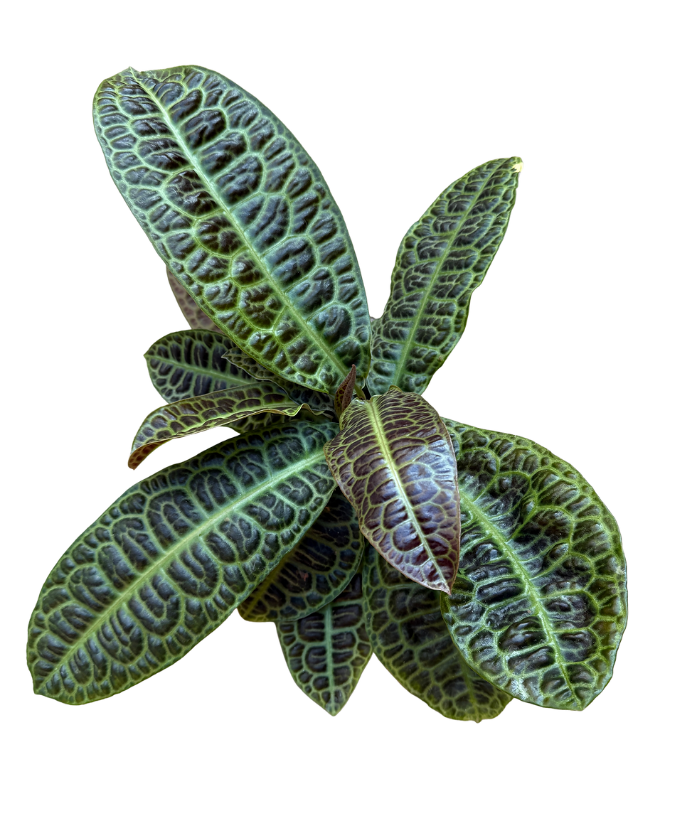 Thumbnail: Labisia Obtusifolia - Kura Kura (Turtle Neck Plant) - Rare