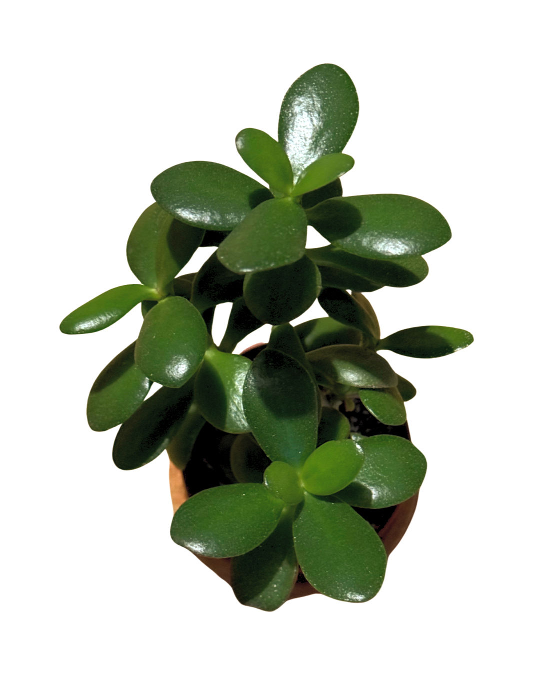 Crassula Ovata | Money Plant | Pot Size -9cm