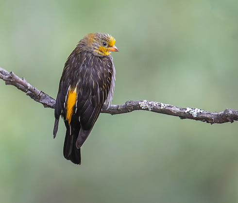 Yellow-rumped Honeyguide.jpg