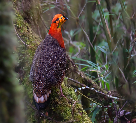 Blyth's Tragopan.jpg