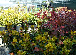 Various shrubs under glazed area (2).JPG