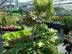 Various shrubs under glazed area (3).JPG