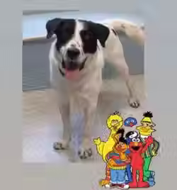 Grover