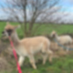 Miniaturbild: Alpaka-Wanderung