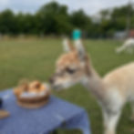 Miniaturbild: Gutschein für "Picknick auf der Alpakaweide"