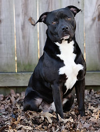 AdoptaDog