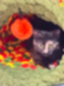 Calypso.jpg