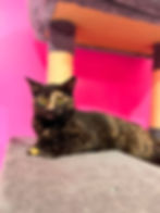 Calypso1.jpg
