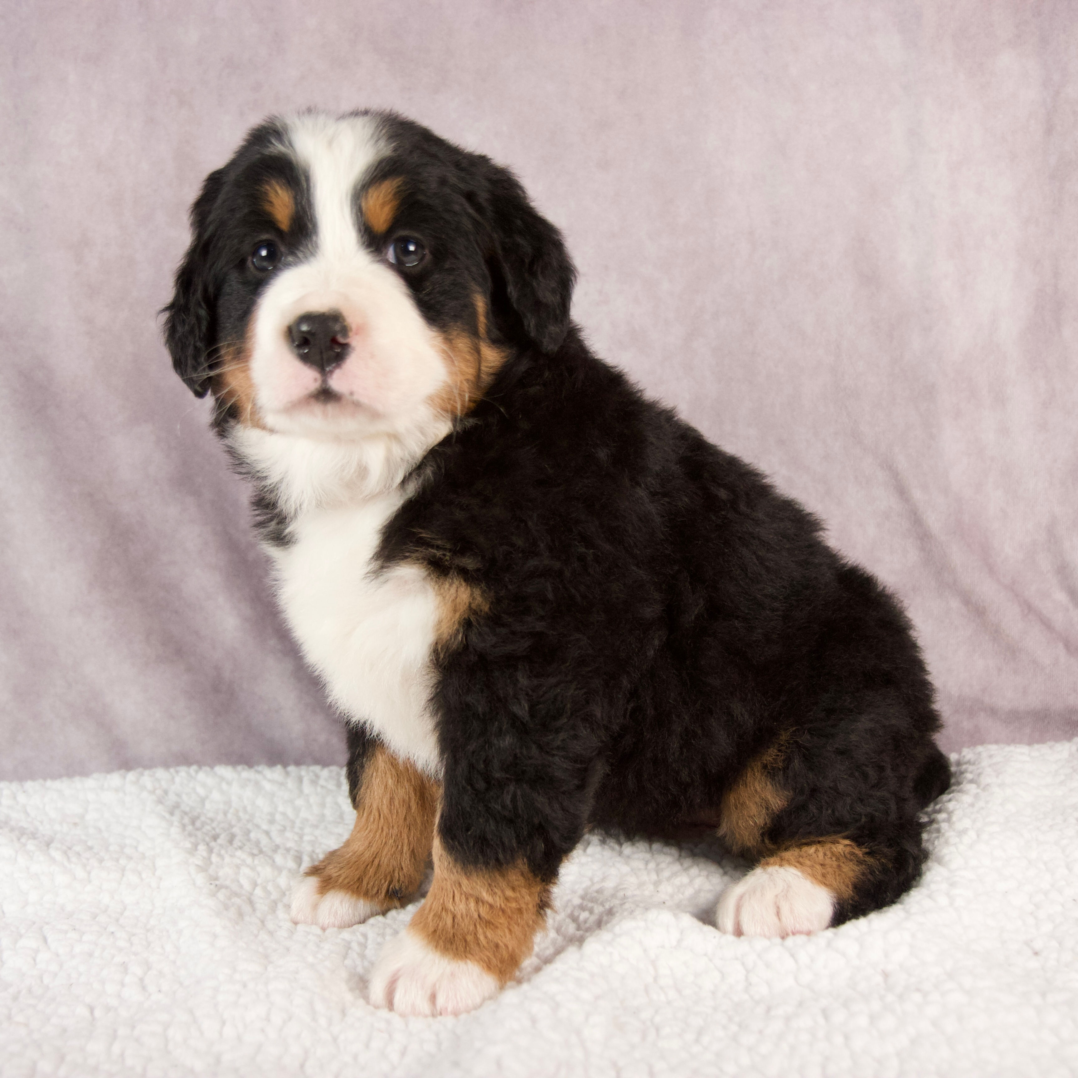 Ellie Bernese Mt. Dog