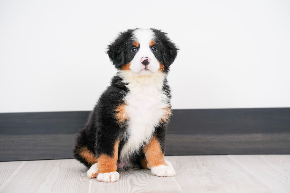 Thumbnail: Will Bernese Mt Dog