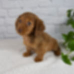 Thumbnail: Bailey Mini Dachshund