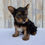 Thumbnail: Yorkie