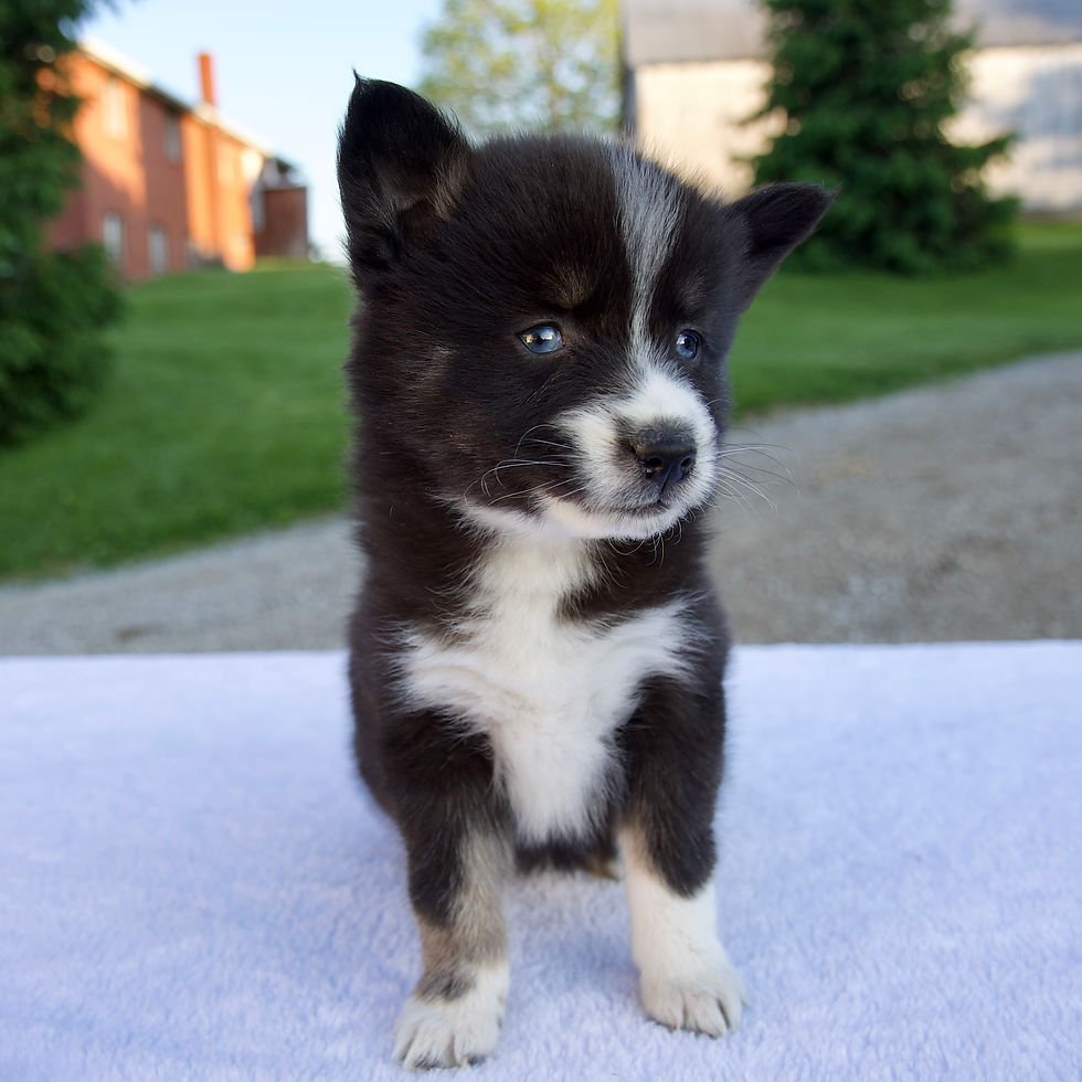 Thumbnail: Pomsky