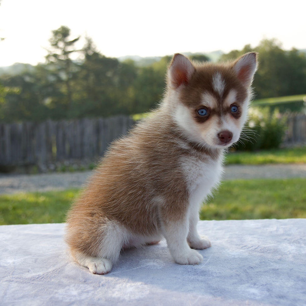 pomsky