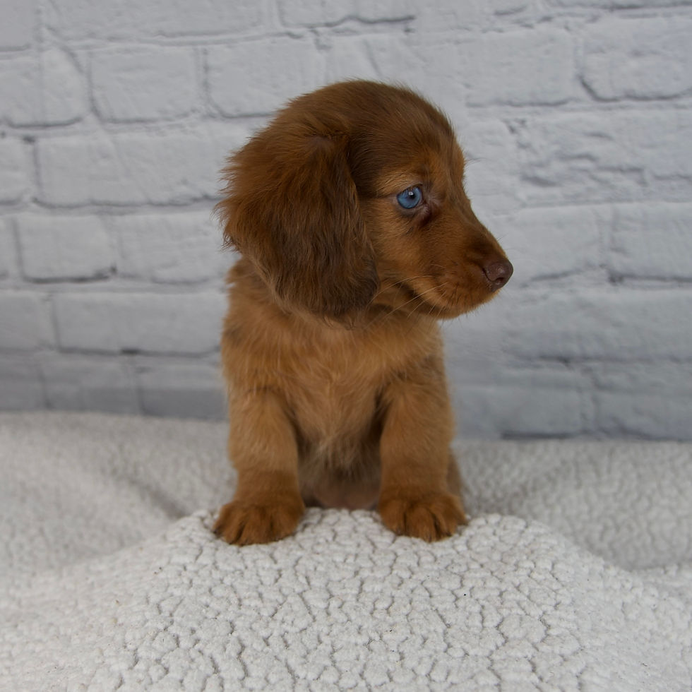 Thumbnail: Brodie Mini Dachshund