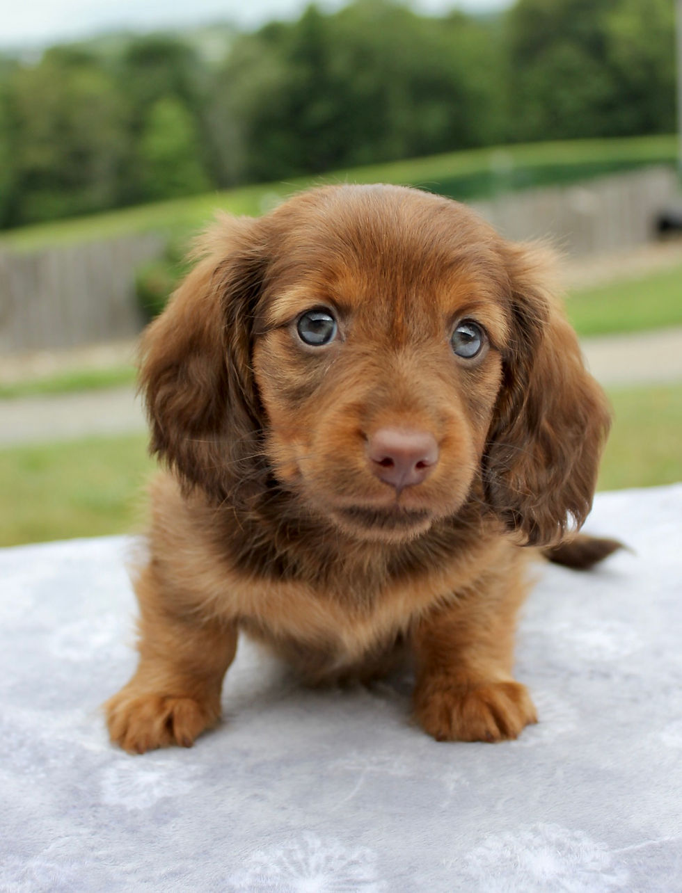 Miniature Dachshund