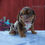 Thumbnail: Clea Beabull