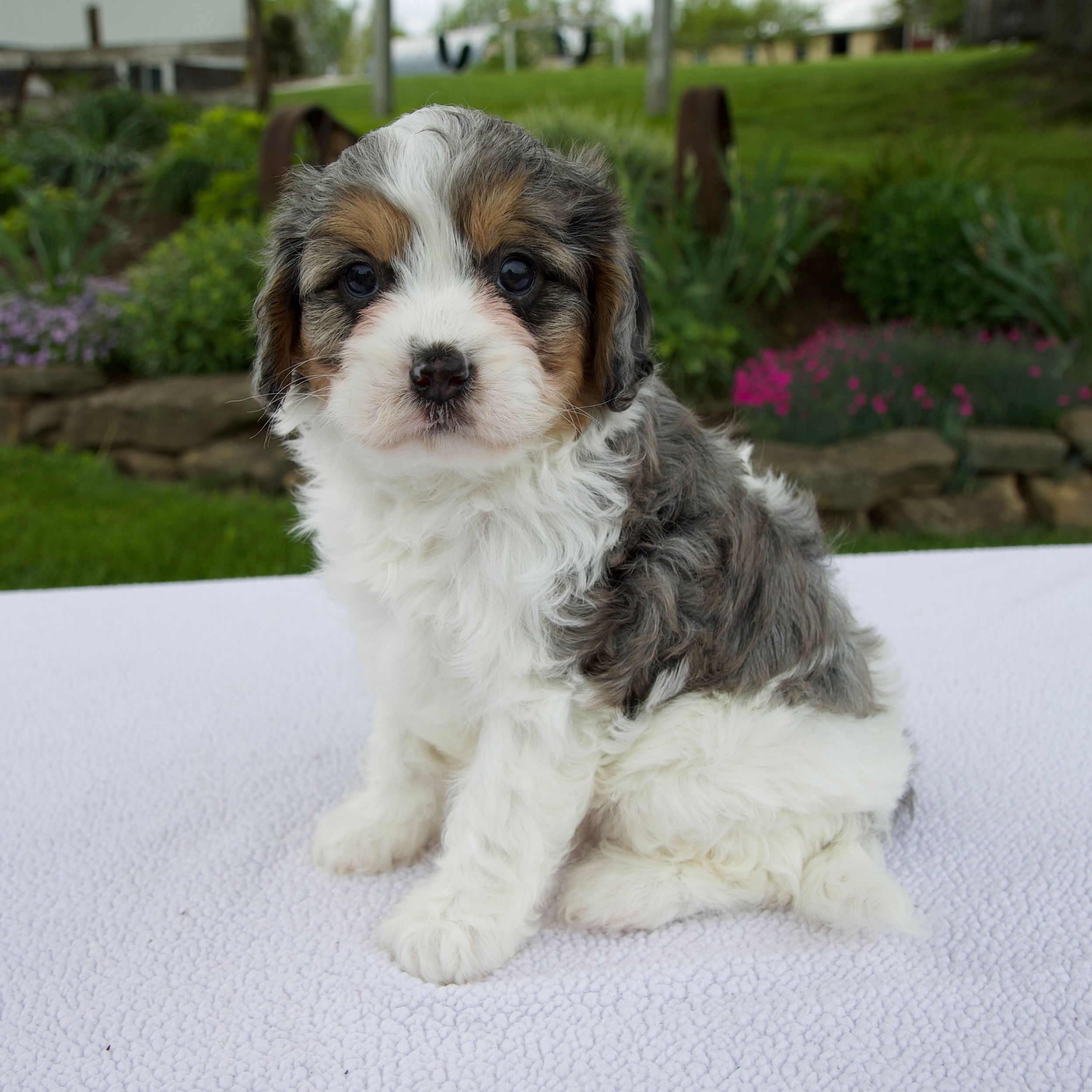 Jade Cavapoo