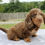 Thumbnail: Dachshund Puppy