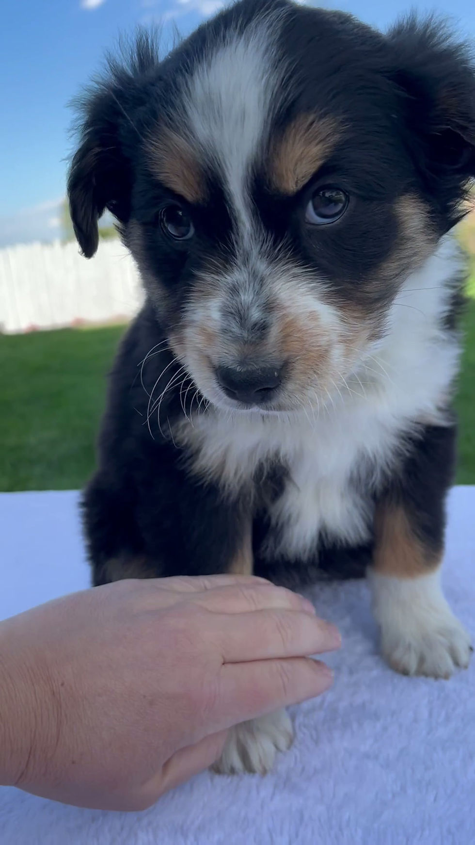 Thumbnail: Australian Shepherd