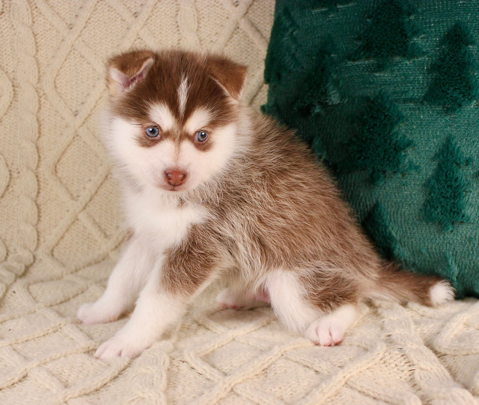 Thumbnail: Pomsky