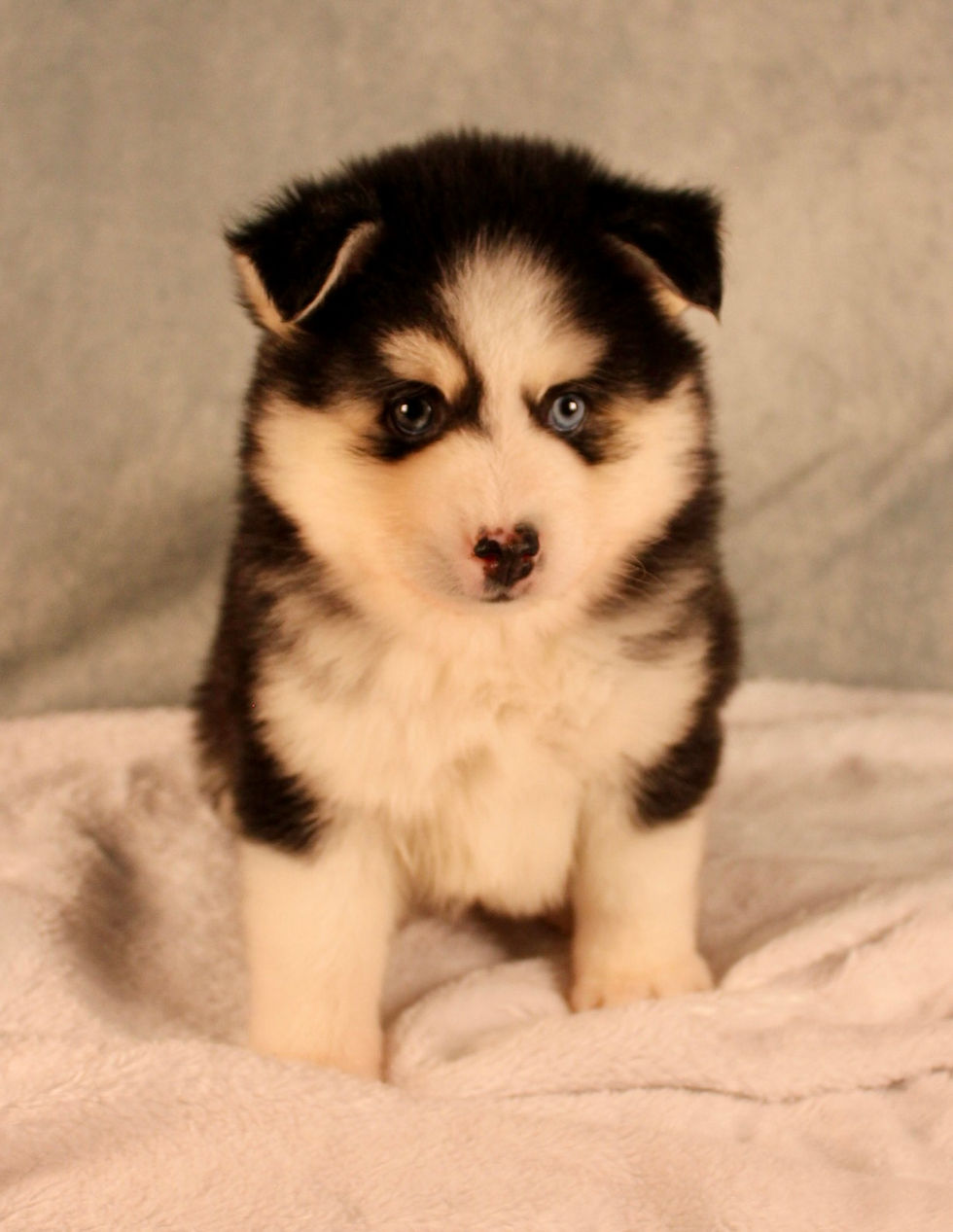 Thumbnail: pomsky