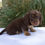 Thumbnail: Miniature Dachshund