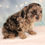 Thumbnail: Cavapoo