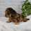 Thumbnail: Miles Miniature Dachshund
