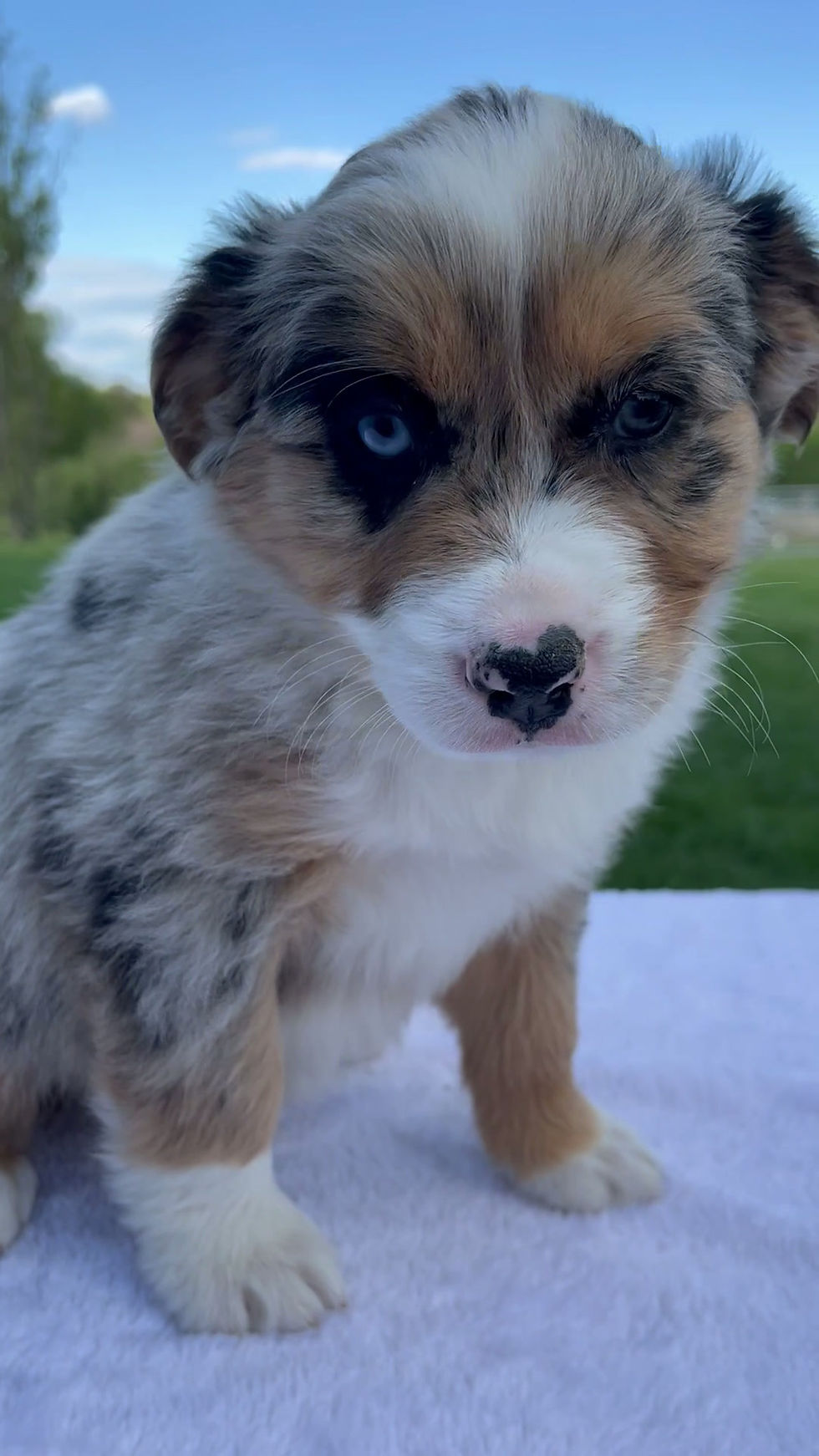 Thumbnail: Prince Australian Shepherd