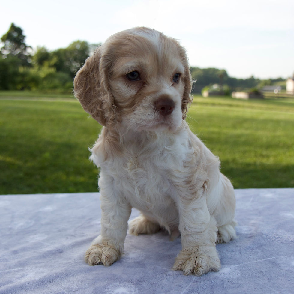 Thumbnail: Star Cocker Spaniel