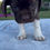 Thumbnail: Lola Boston Mix