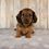 Thumbnail: Miniature Dachshund
