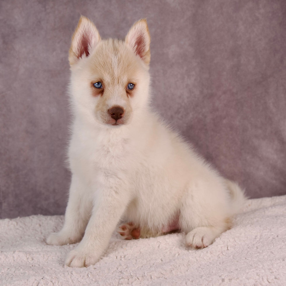 Thumbnail: Pomsky